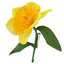 Daffodil Pin Badge